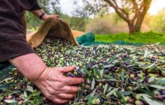 Marmarabirlik zeytin alım fiyatlarını açıkladı
